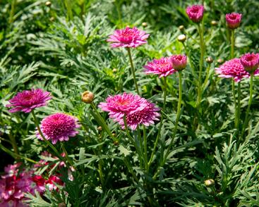 Kopretina pařížská 'Molimba Double Deep Rose'