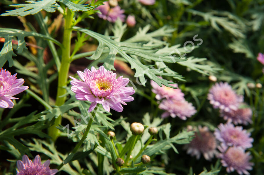 Kopretina pařížská 'Molimba Double Deep Rose' - Argyranthemum frutescens 'Molimba Double Deep Rose'