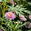 Kopretina pařížská 'Molimba Double Deep Rose' - Argyranthemum frutescens 'Molimba Double Deep Rose'