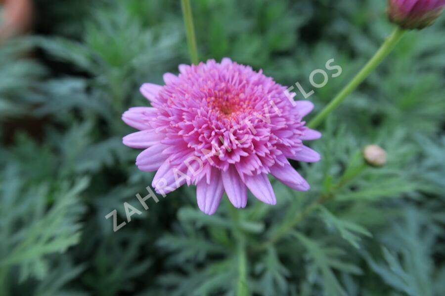 Kopretina pařížská 'Molimba Double Deep Rose' - Argyranthemum frutescens 'Molimba Double Deep Rose'