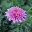 Kopretina pařížská 'Molimba Double Deep Rose' - Argyranthemum frutescens 'Molimba Double Deep Rose'