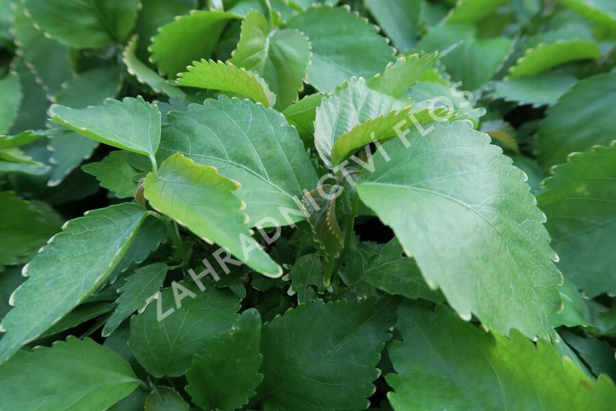 Kočičí ocásek, palnice f. circinata - Acalypha wilkesiana f.circinata