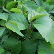 Kočičí ocásek, palnice f. circinata - Acalypha wilkesiana f.circinata