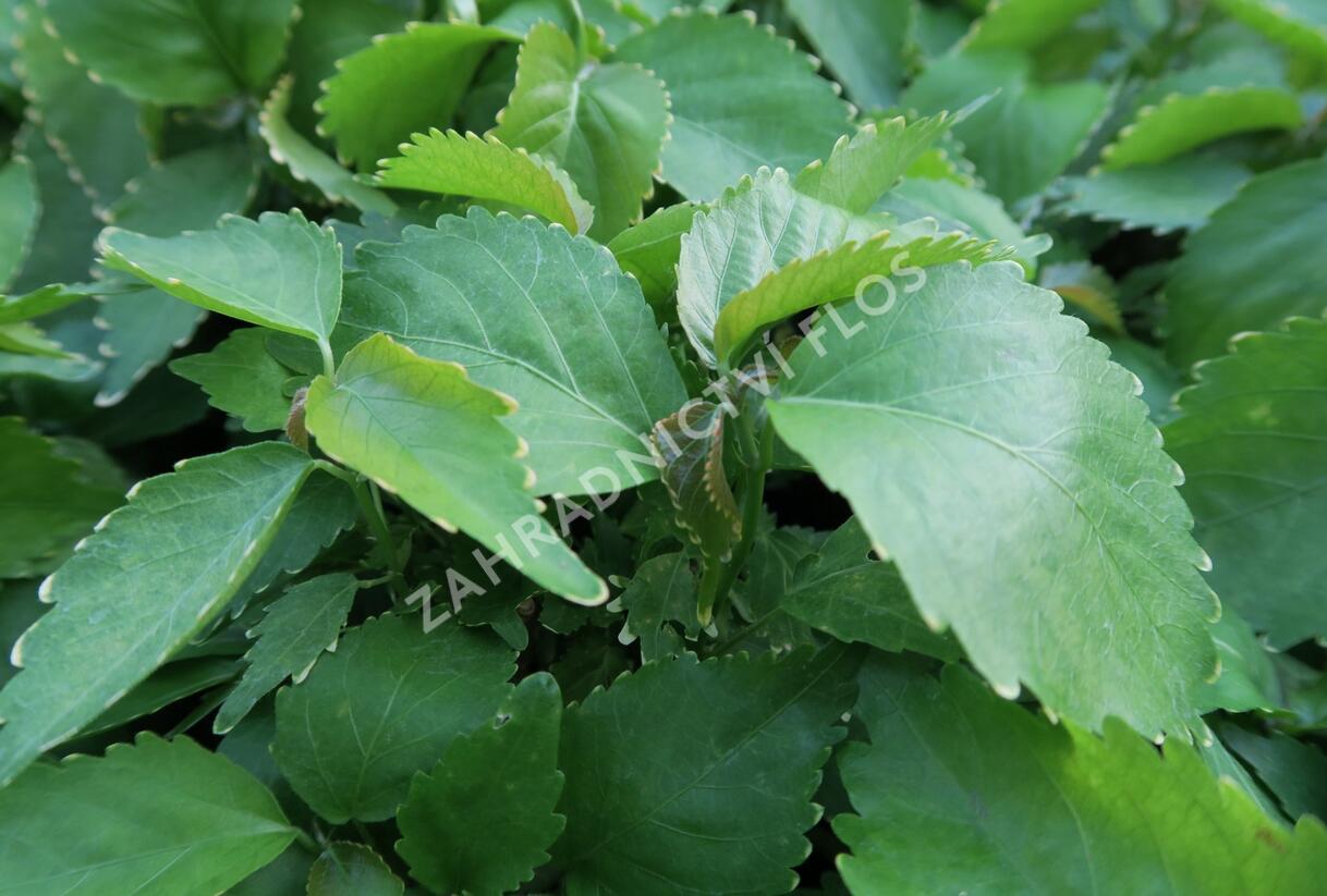 Kočičí ocásek, palnice f. circinata - Acalypha wilkesiana f.circinata