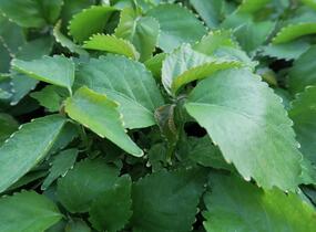 Kočičí ocásek, palnice f. circinata - Acalypha wilkesiana f.circinata