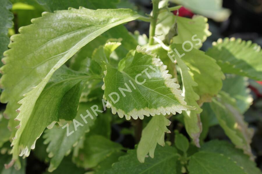 Kočičí ocásek, palnice f. circinata - Acalypha wilkesiana f.circinata