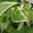 Kočičí ocásek, palnice f. circinata - Acalypha wilkesiana f.circinata