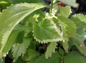 Kočičí ocásek, palnice f. circinata - Acalypha wilkesiana f.circinata