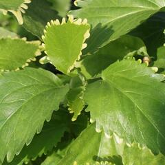 Kočičí ocásek, palnice f. circinata - Acalypha wilkesiana f.circinata