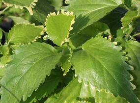 Kočičí ocásek, palnice f. circinata - Acalypha wilkesiana f.circinata