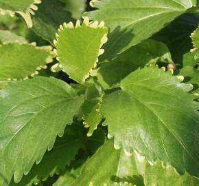 Kočičí ocásek, palnice f. circinata - Acalypha wilkesiana f.circinata