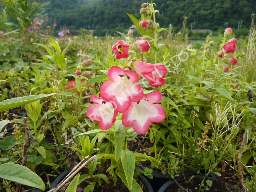 Dračík 'Phoenix Pink' - Penstemon hartwegii 'Phoenix Pink'