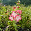 Dračík 'Phoenix Pink' - Penstemon hartwegii 'Phoenix Pink'