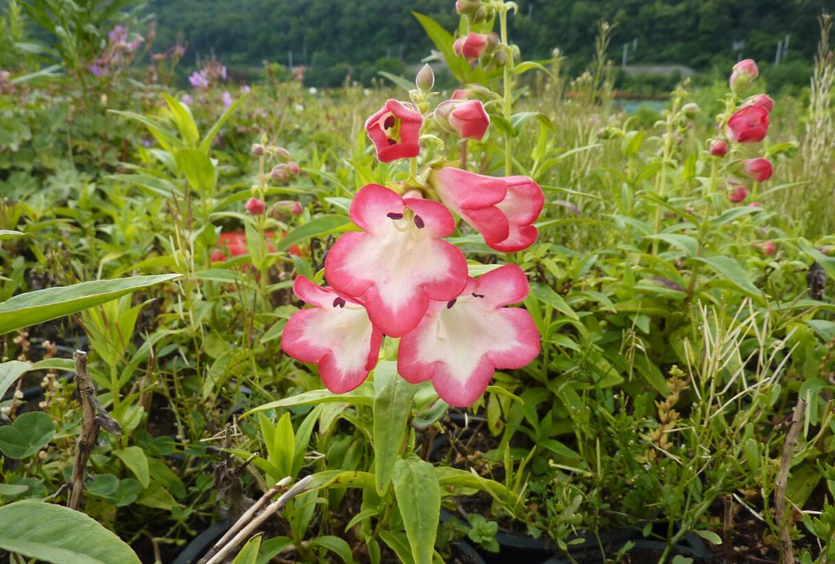 Dračík 'Phoenix Pink' - Penstemon hartwegii 'Phoenix Pink'