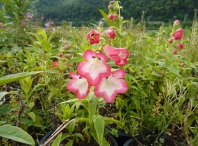 Dračík 'Phoenix Pink' - Penstemon hartwegii 'Phoenix Pink'