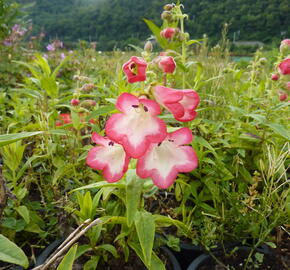 Dračík 'Phoenix Pink' - Penstemon hartwegii 'Phoenix Pink'