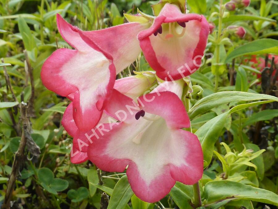Dračík 'Phoenix Pink' - Penstemon hartwegii 'Phoenix Pink'