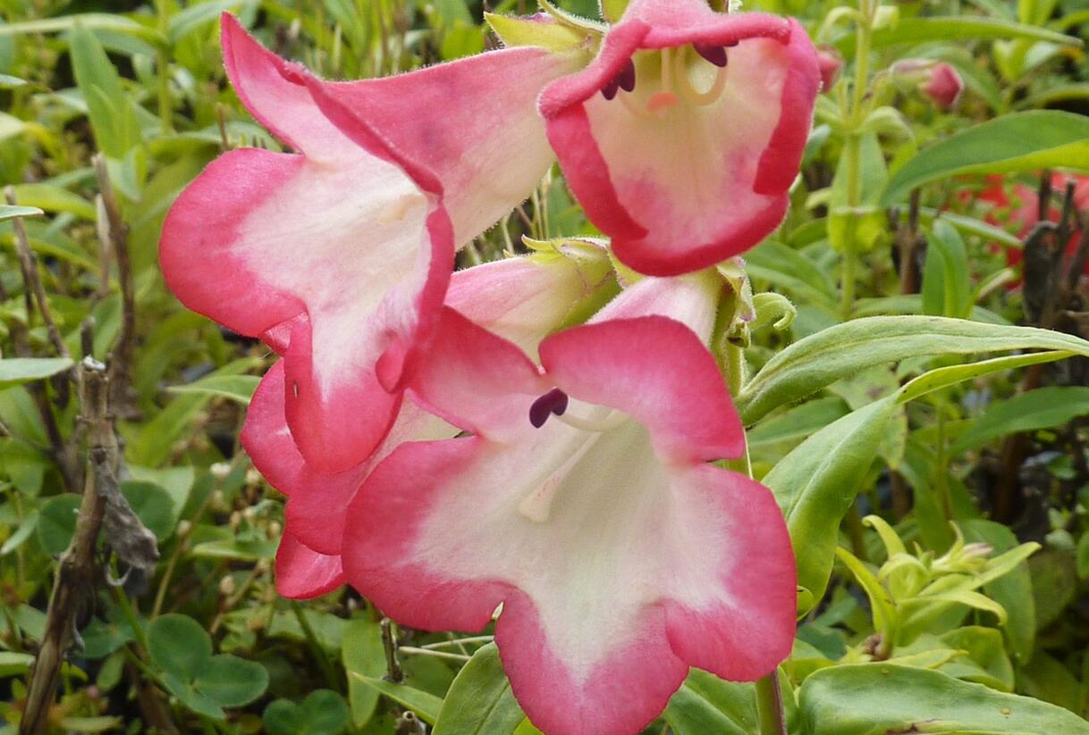 Dračík 'Phoenix Pink' - Penstemon hartwegii 'Phoenix Pink'