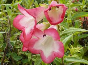 Dračík 'Phoenix Pink' - Penstemon hartwegii 'Phoenix Pink'