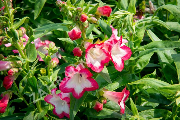 Dračík 'Phoenix Pink' - Penstemon hartwegii 'Phoenix Pink'