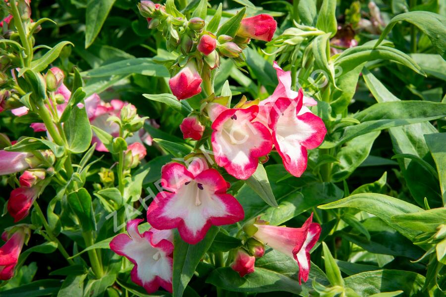 Dračík 'Phoenix Pink' - Penstemon hartwegii 'Phoenix Pink'