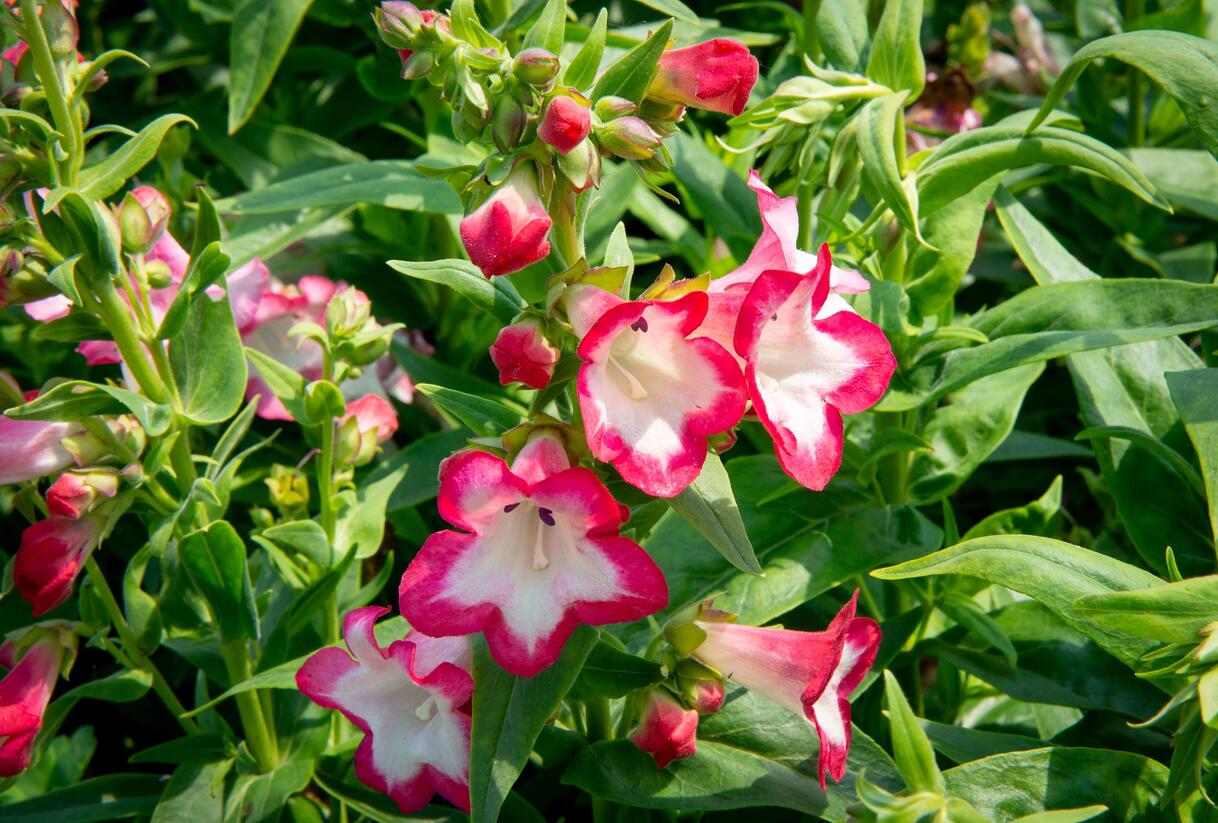 Dračík 'Phoenix Pink' - Penstemon hartwegii 'Phoenix Pink'