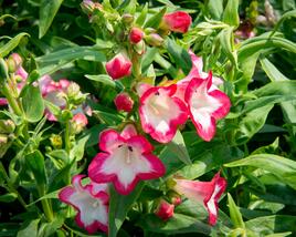 Dračík 'Phoenix Pink'