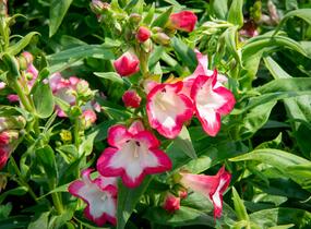 Dračík 'Phoenix Pink' - Penstemon hartwegii 'Phoenix Pink'