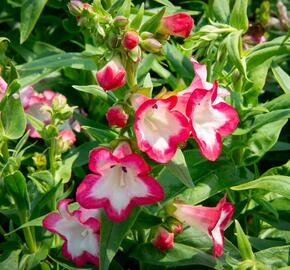 Dračík 'Phoenix Pink' - Penstemon hartwegii 'Phoenix Pink'