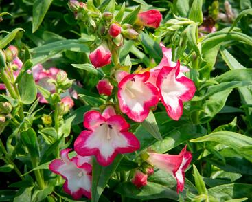 Dračík 'Phoenix Pink'