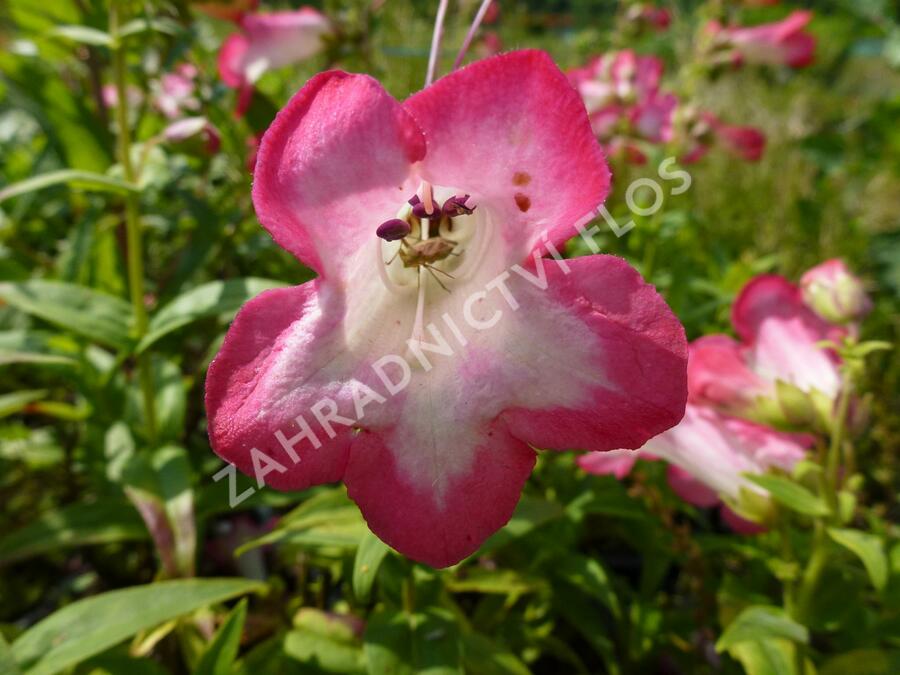Dračík 'Phoenix Pink' - Penstemon hartwegii 'Phoenix Pink'