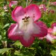 Dračík 'Phoenix Pink' - Penstemon hartwegii 'Phoenix Pink'