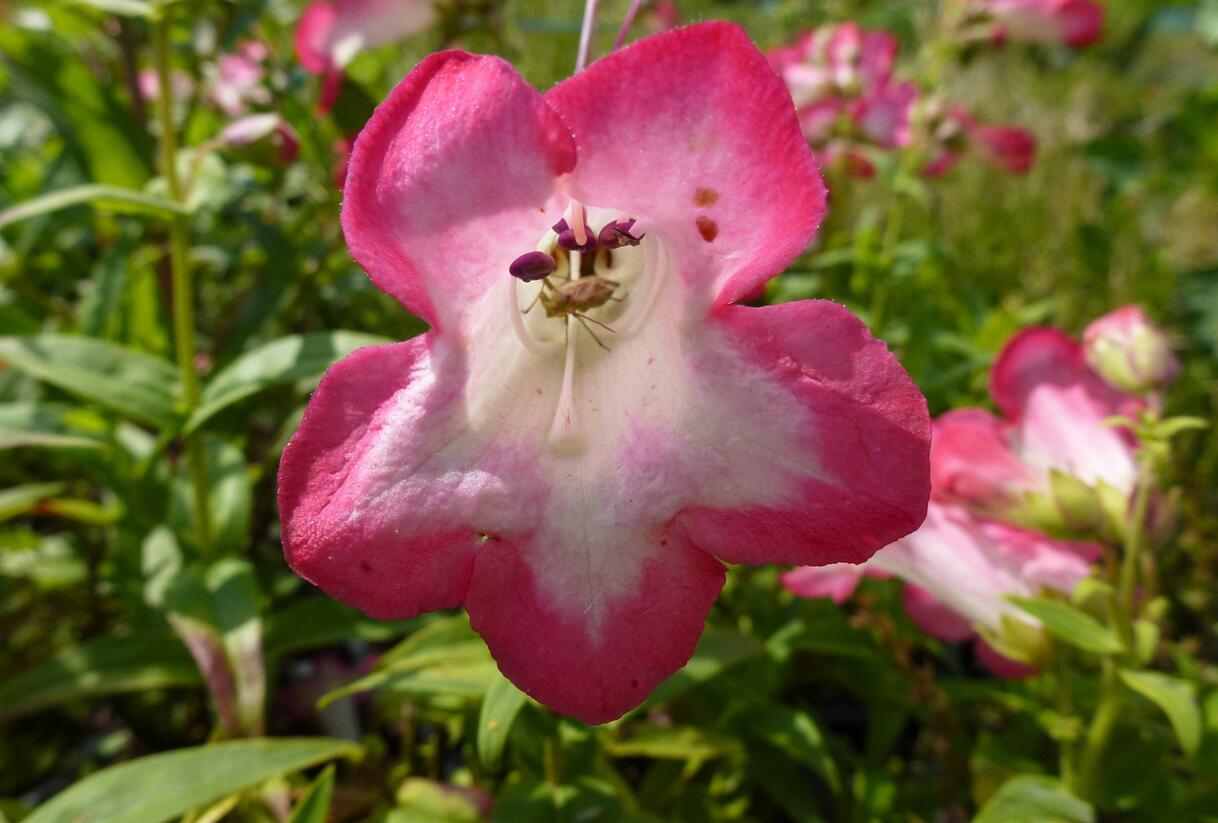 Dračík 'Phoenix Pink' - Penstemon hartwegii 'Phoenix Pink'