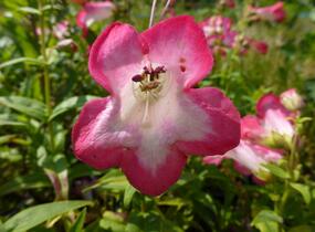Dračík 'Phoenix Pink' - Penstemon hartwegii 'Phoenix Pink'