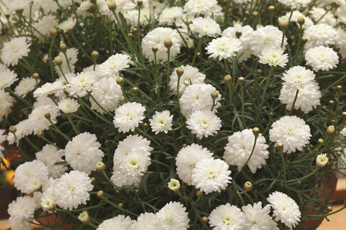 Kopretina pařížská 'Molimba Double White' - Argyranthemum frutescens 'Molimba Double White'