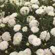 Kopretina pařížská 'Molimba Double White' - Argyranthemum frutescens 'Molimba Double White'