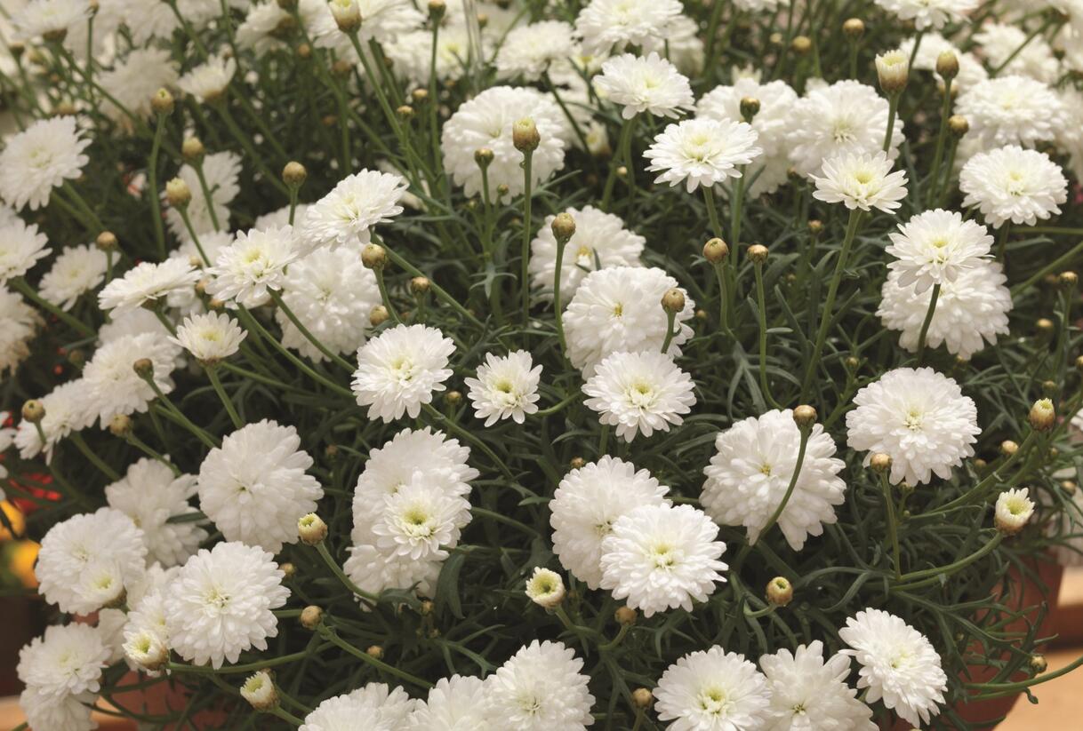 Kopretina pařížská 'Molimba Double White' - Argyranthemum frutescens 'Molimba Double White'