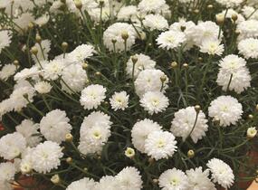 Kopretina pařížská 'Molimba Double White' - Argyranthemum frutescens 'Molimba Double White'