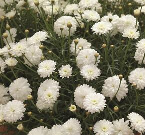 Kopretina pařížská 'Molimba Double White' - Argyranthemum frutescens 'Molimba Double White'