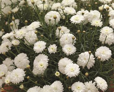 Kopretina pařížská 'Molimba Double White'