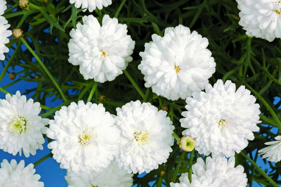 Kopretina pařížská 'Molimba Double White' - Argyranthemum frutescens 'Molimba Double White'