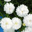 Kopretina pařížská 'Molimba Double White' - Argyranthemum frutescens 'Molimba Double White'