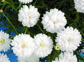 Kopretina pařížská 'Molimba Double White' - Argyranthemum frutescens 'Molimba Double White'