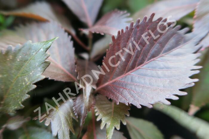 Kočičí ocásek, palnice 'Moorea' - Acalypha wilkesiana 'Moorea'