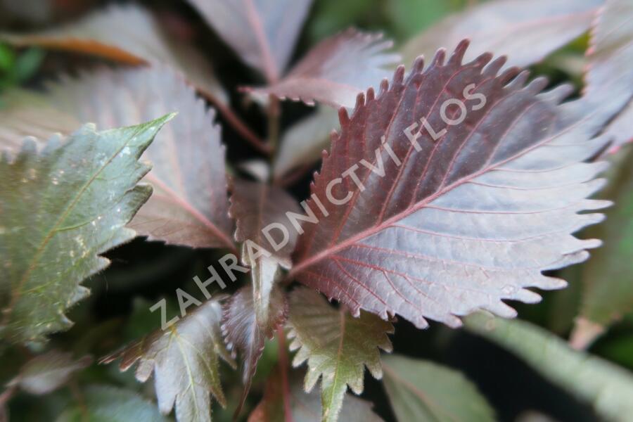 Kočičí ocásek, palnice 'Moorea' - Acalypha wilkesiana 'Moorea'