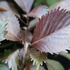 Kočičí ocásek, palnice 'Moorea' - Acalypha wilkesiana 'Moorea'
