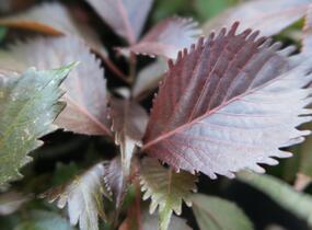 Kočičí ocásek, palnice 'Moorea' - Acalypha wilkesiana 'Moorea'