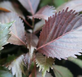 Kočičí ocásek, palnice 'Moorea' - Acalypha wilkesiana 'Moorea'