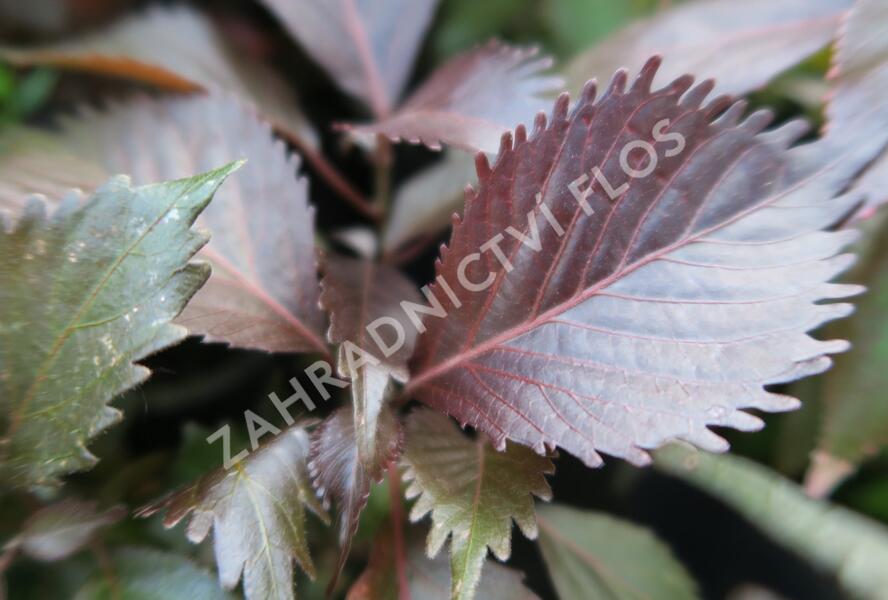 Kočičí ocásek, palnice 'Moorea' - Acalypha wilkesiana 'Moorea'