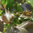 Kočičí ocásek, palnice 'Moorea' - Acalypha wilkesiana 'Moorea'